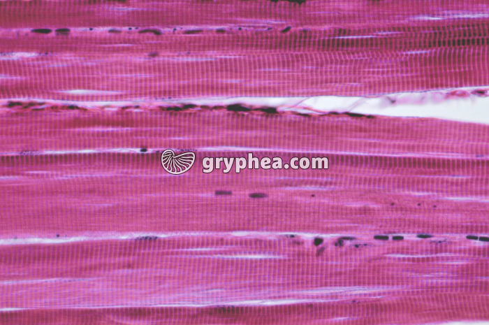 Muscle strié x160 - gryphea.com